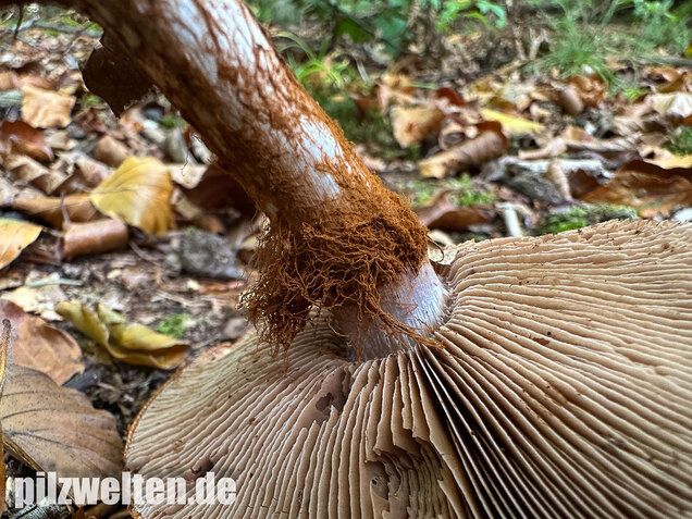 Buchenklumpfuß, Cortinarius anserinus