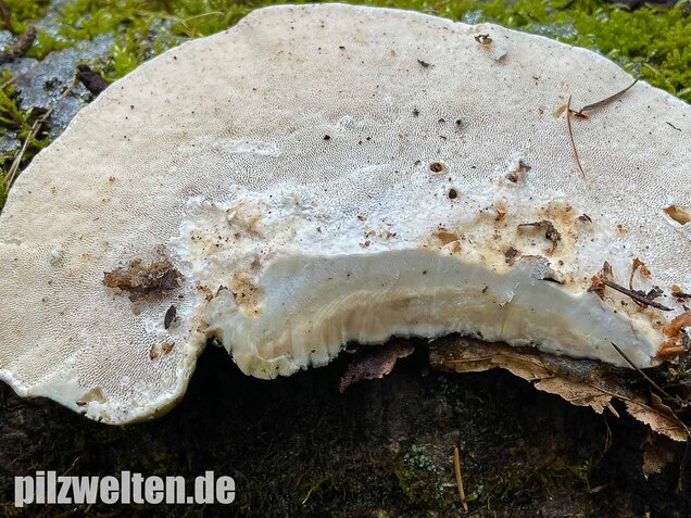 Buckeltramete, Trametes gibbosa