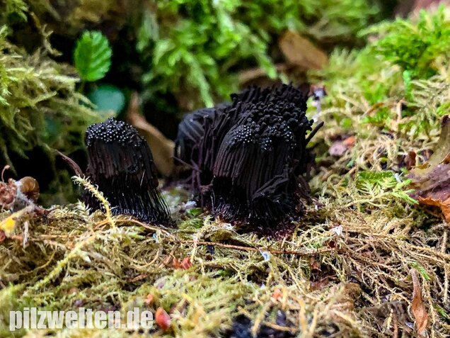 Dunkles Fadenkeulchen, Stemonitis fusca