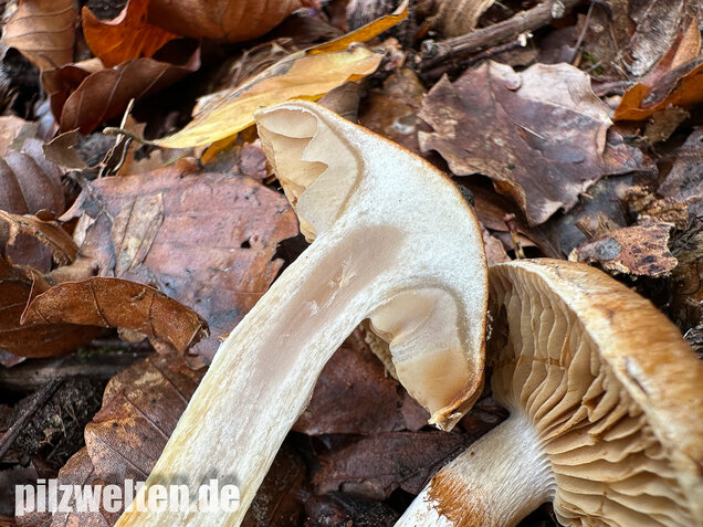 Fuchsigbrauner Schleimkopf, Phlegmacium vulpinum