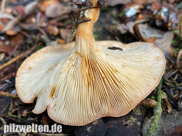 Fuchsiger Röteltrichterling, Paralepista flaccida