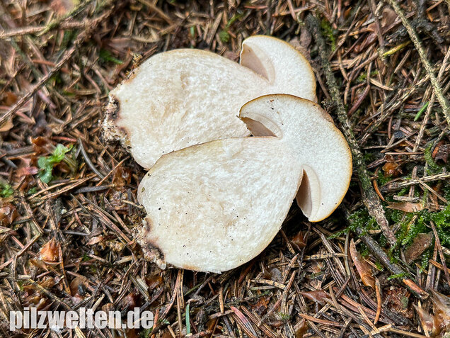 Gallenröhrling, Bitterling, Bitterpilz, Tylopilus felleus