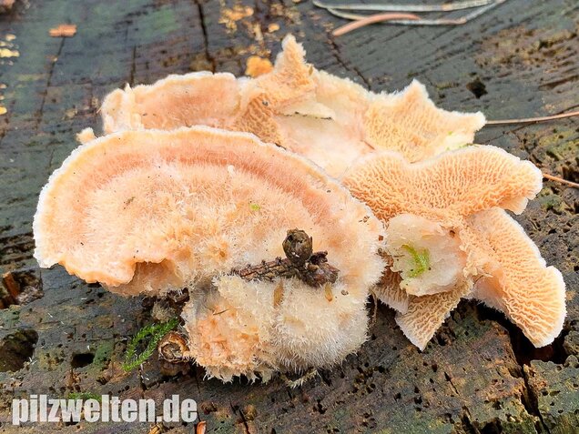 Gallertfleischiger Fältling, Phlebia tremellosa