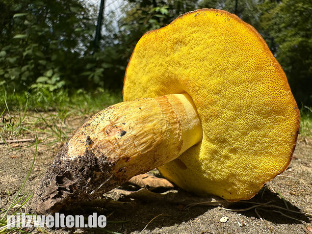 Gehämmerter Röhrling, Hemileccinum depilatum