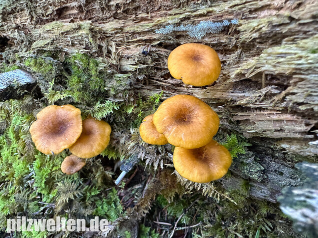 Gelbblättriger Holznabeling, Chrysomphalina chrysophylla