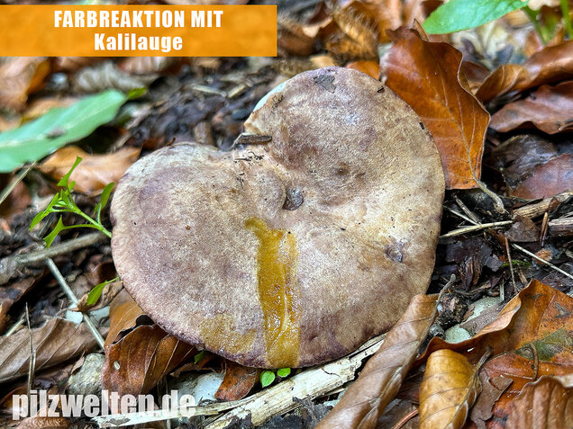 Gezonter Violettmilchling, Lactarius violascens
