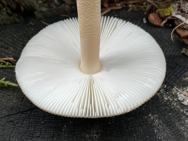 Grauhäutiger Scheidenstreifling, Amanita submembranacea