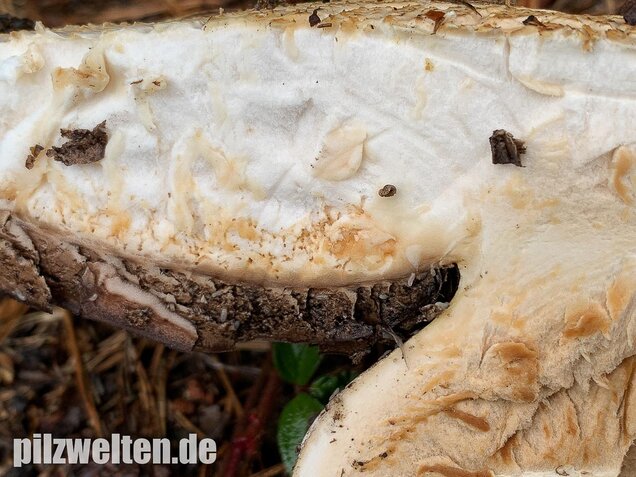Großsporiger Riesenchampignon, Agaricus urinascens