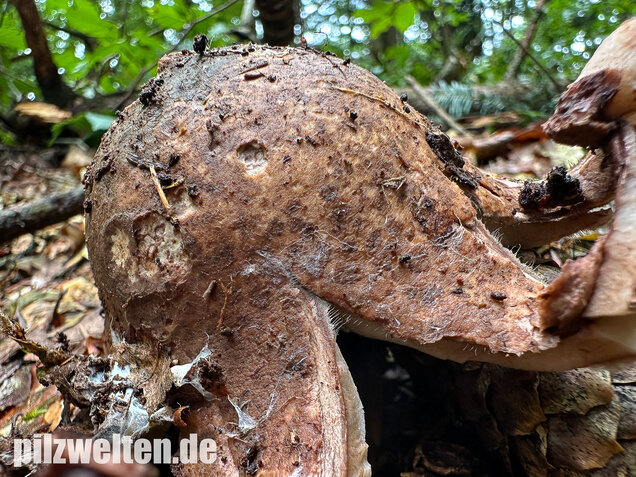 Halskrausen-Erdstern, Geastrum michelianum
