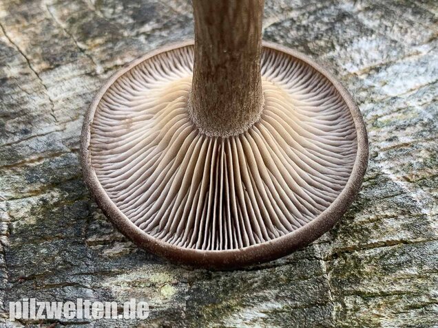 Kaffeebrauner Gabeltrichterling, Pseudoclitocybe cyathiformis