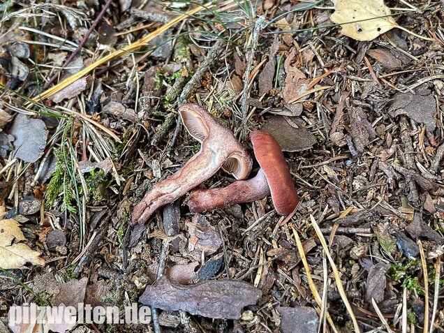 Kampfermilchling, Lactarius camphoratus