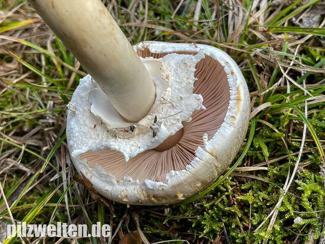 Karbolchampignon, Agaricus xanthodermus