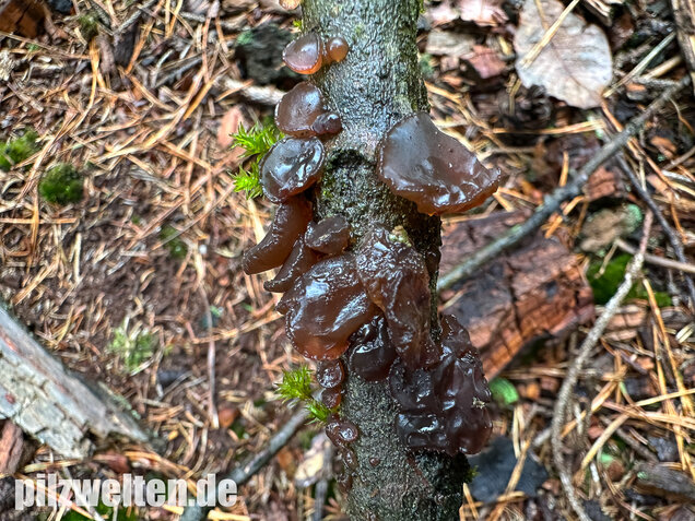 Kreisel-Drüsling, Exidia recisa