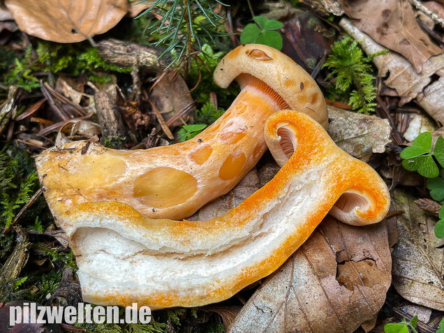 Lachsreizker, Lactarius salmonicolor