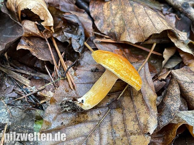 Lärchenmilchling, Lactarius porninsis