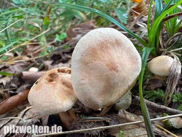 Lärchenritterling, Schwammiger Ritterling, Tricholoma psammopus