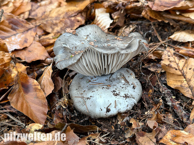 Märzschneckling, Märzellerling, Hygrophorus marzuolus