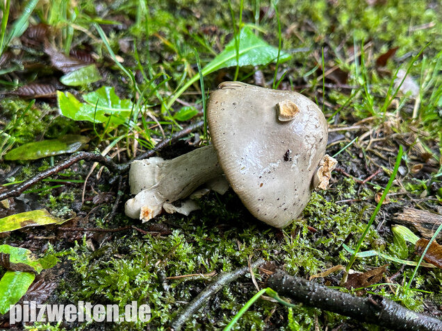Ockergrauer Scheidenstreifling, Ockergrauer Riesenstreifling, Amanita lividopallescens
