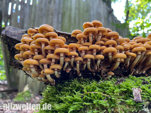 Stockschwämmchen, Kuehneromyces mutabilis