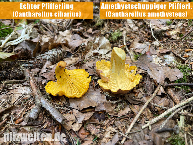 Echter Pfifferling, Cantharellus cibarius