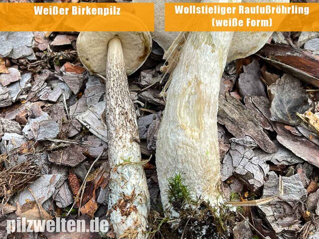 Weißer Birkenpilz, Leccinum holopus