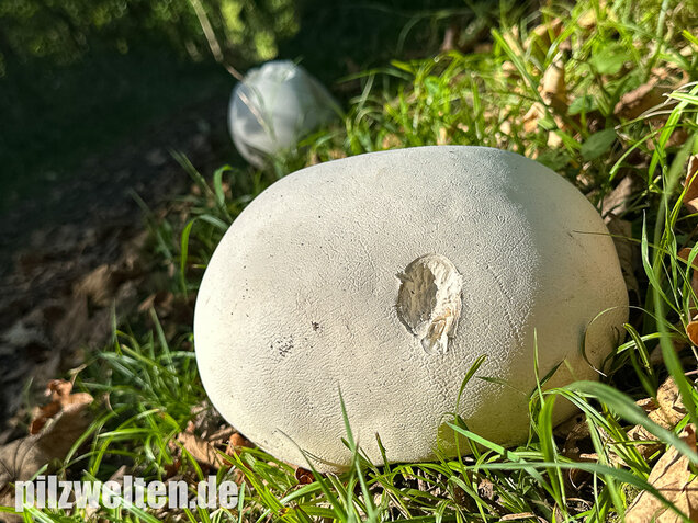 Riesenbovist, Calvatia gigantea