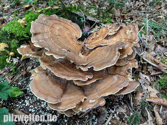 Riesenporling, Meripilus giganteus