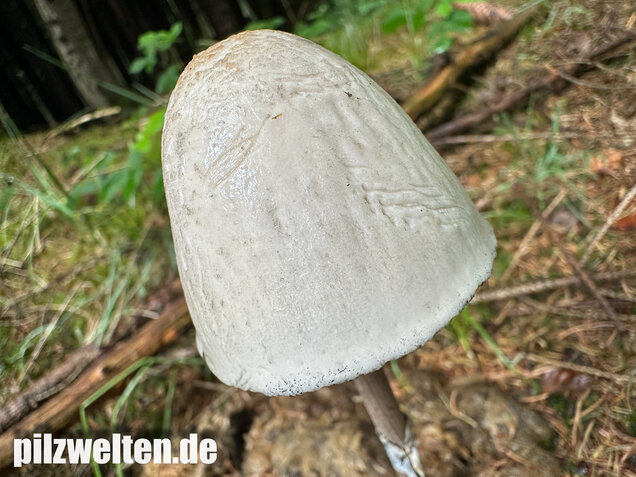 Ringdüngerling, Beringter Düngerling, Panaeolus semiovatus