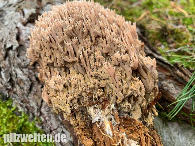 Rotbraune Koralle, Ramaria rubella