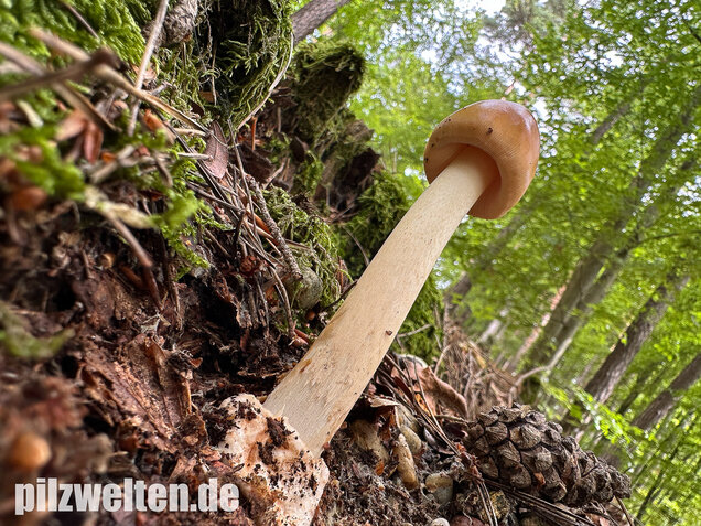 Rotbrauner Scheidenstreifling, Amanita fulva
