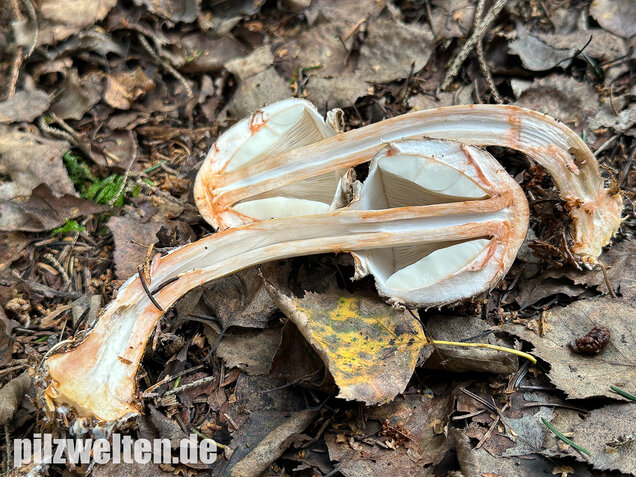 Olivbrauner Safranschirmling, Wald-Safranschirmling, Chlorophyllum olivieri