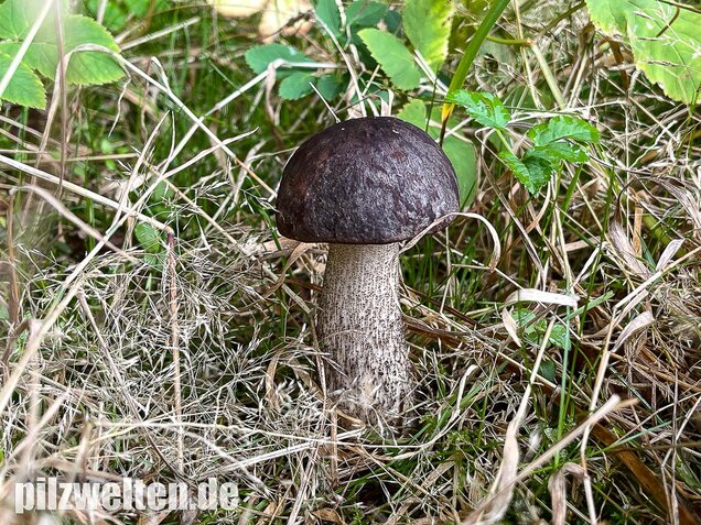 Schwarzhütiger Birkenpilz, Leccinum melaneum