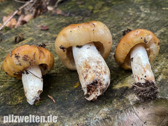Stinktäubling, Russula foetens