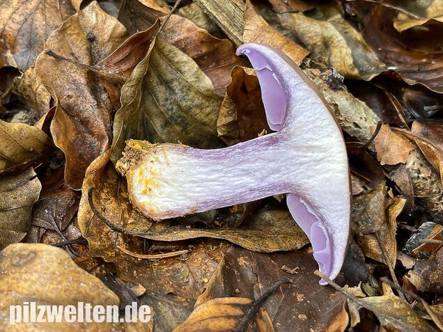 Violetter Rötelritterling, Lepista nuda