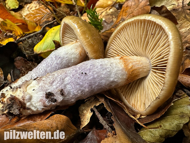 Honigschleimfuß, Runzeliggeriefter Schleimfuß, Cortinarius stillatitius