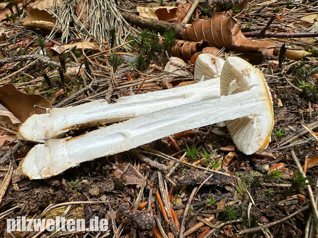 Narzissengelber Knollenblätterpilz, Amanita gemmata