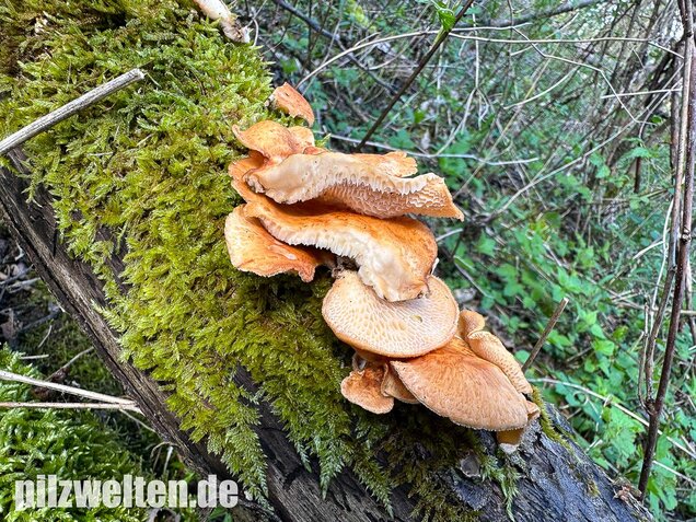 Bienenwabenporling, Waben-Stielporling, Neofavolus alveolaris