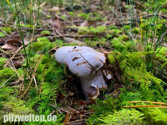 Bocksdickfuß, Cortinarius camphoratus