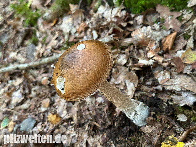 Brauner Riesenscheidenstreifling, Amanita spadicea