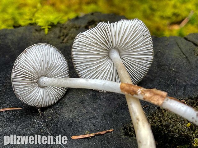 Buchenwald-Wasserfuß, Hydropus subalpinus