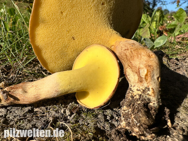 Erlengrübling, Gyrodon lividus