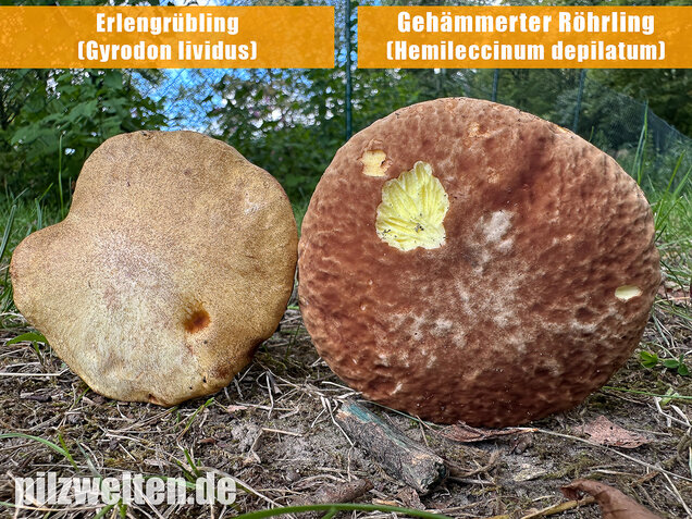Gehämmerter Röhrling, Hemileccinum depilatum