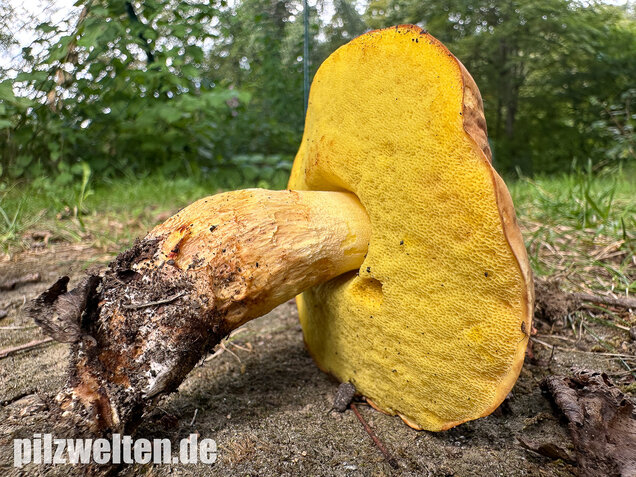 Gehämmerter Röhrling, Hemileccinum depilatum