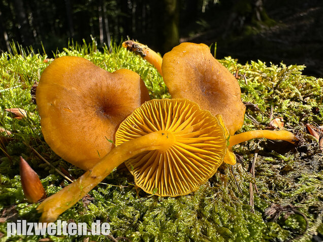 Gelbblättriger Holznabeling, Chrysomphalina chrysophylla