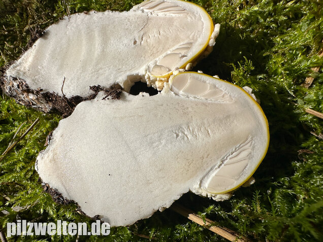 Gelber Fliegenpilz, Amanita muscaria var. formosa