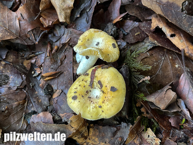 Glänzendgelber Dottertäubling, Russula acetolens