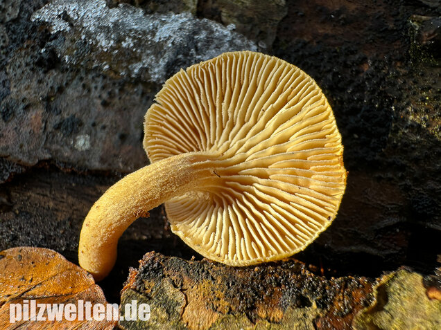 Harziger Sägeblättling, Neolentinus adhaerens