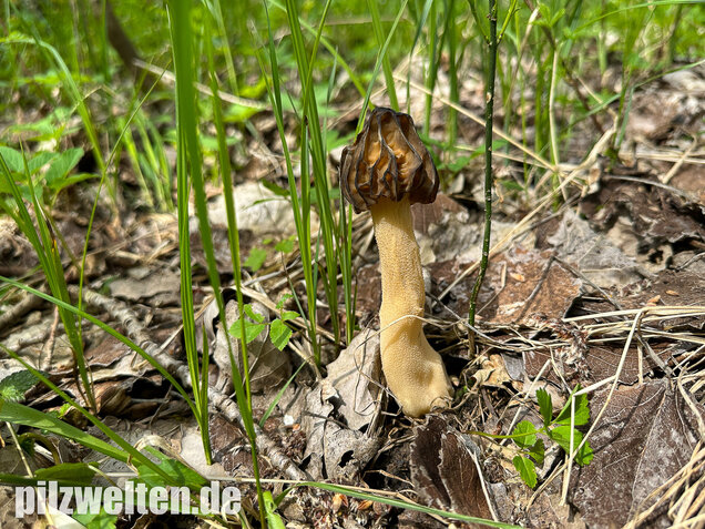 Käppchenmorchel, Morchella semilibera