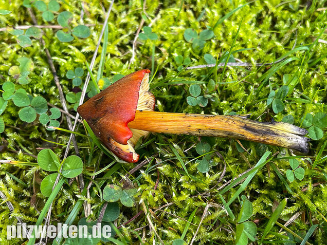 Kegeliger Saftling, Schwärzender Saftling, Hygrocybe conica
