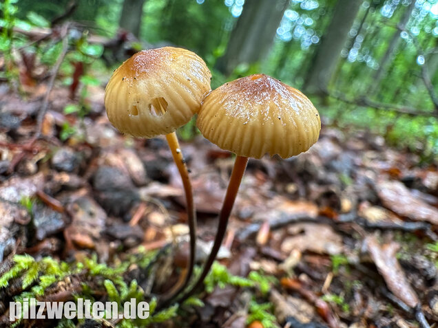 Ledergelber Schwindling, Filzstieliger Schwindling, Marasmius torquescens